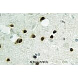 Anti-Histone H2B (K24) Antibody from Bioworld Technology (BS2568) - Antibodies.com