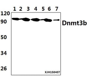 Anti-DNMT3B (H7) Antibody from Bioworld Technology (BS2572) - Antibodies.com