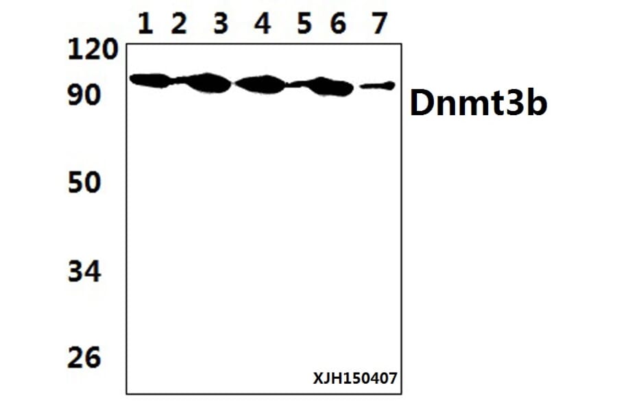Anti-DNMT3B (H7) Antibody from Bioworld Technology (BS2572) - Antibodies.com