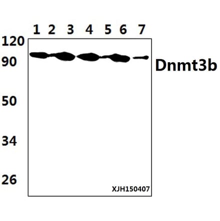 Anti-DNMT3B (H7) Antibody from Bioworld Technology (BS2572) - Antibodies.com