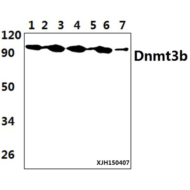 Anti-DNMT3B (H7) Antibody from Bioworld Technology (BS2572) - Antibodies.com