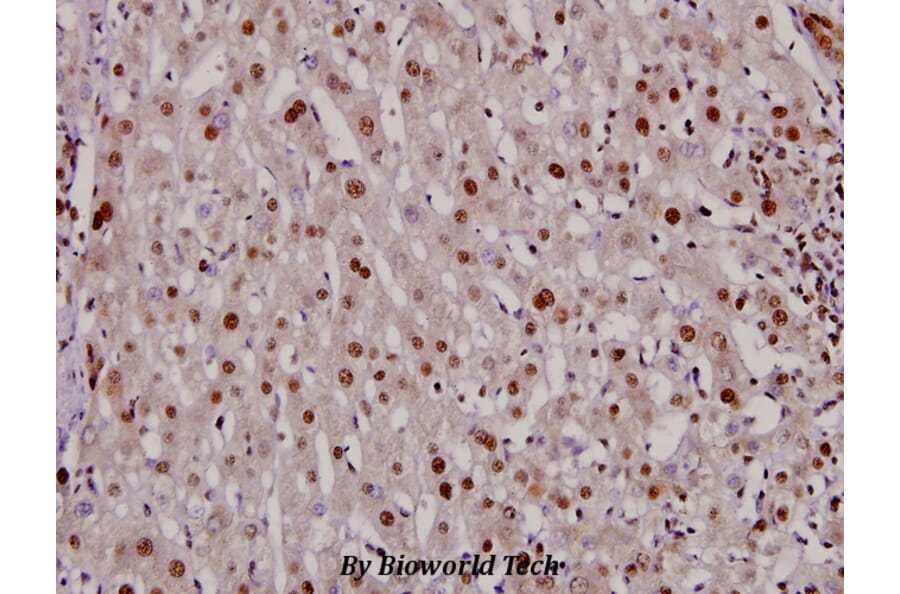 Anti-DNMT3B (H7) Antibody from Bioworld Technology (BS2572) - Antibodies.com