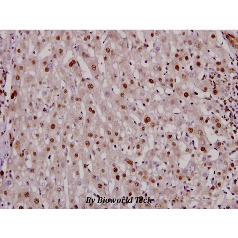 Anti-DNMT3B (H7) Antibody from Bioworld Technology (BS2572) - Antibodies.com
