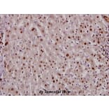 Anti-DNMT3B (H7) Antibody from Bioworld Technology (BS2572) - Antibodies.com