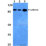 Anti-P-Cadherin (G78) Antibody from Bioworld Technology (BS2577) - Antibodies.com