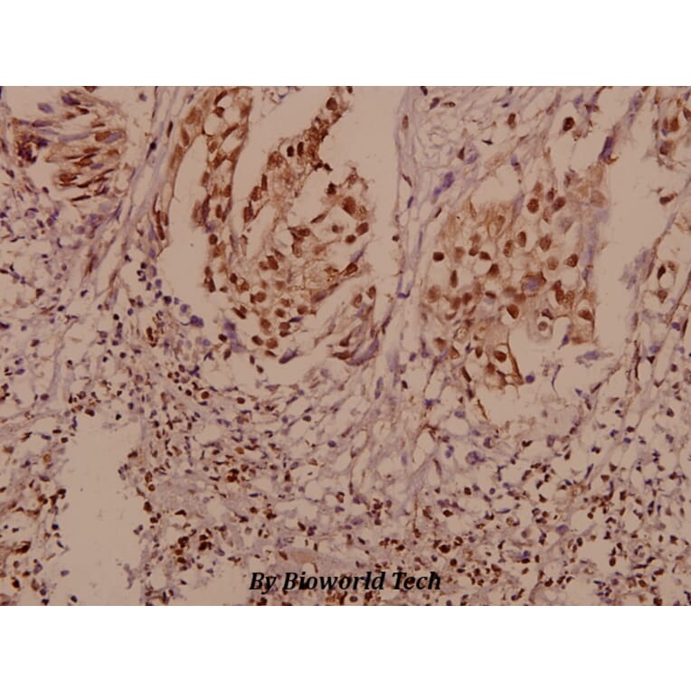Anti-P-Cadherin (G78) Antibody from Bioworld Technology (BS2577) - Antibodies.com