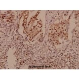 Anti-P-Cadherin (G78) Antibody from Bioworld Technology (BS2577) - Antibodies.com