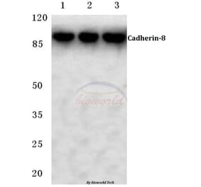 Anti-Cadherin-8 (A519) Antibody from Bioworld Technology (BS2578) - Antibodies.com