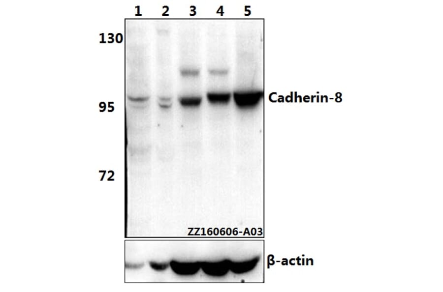 Anti-Cadherin-8 (A519) Antibody from Bioworld Technology (BS2578) - Antibodies.com