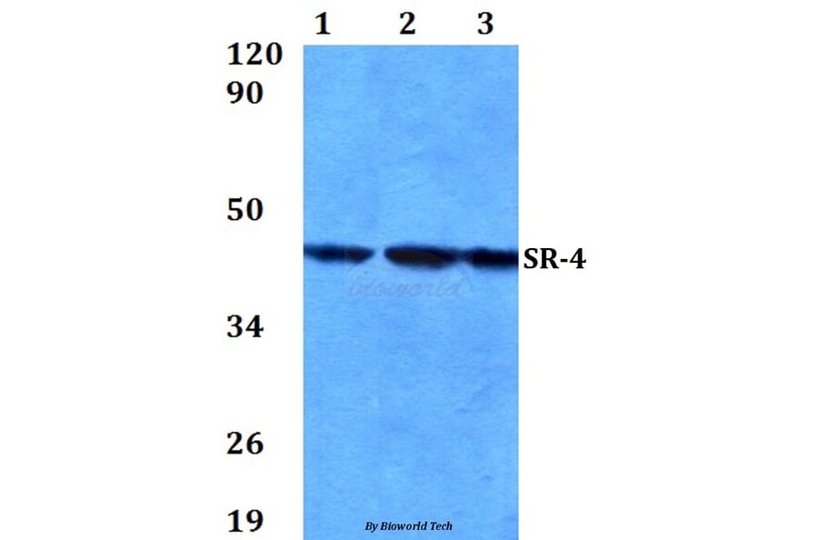 Anti-SR-4 (N180) Antibody from Bioworld Technology (BS2582) - Antibodies.com