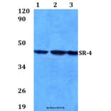 Anti-SR-4 (N180) Antibody from Bioworld Technology (BS2582) - Antibodies.com