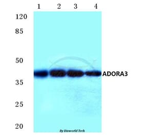 Anti-ADORA3 (E318) Antibody from Bioworld Technology (BS2583) - Antibodies.com