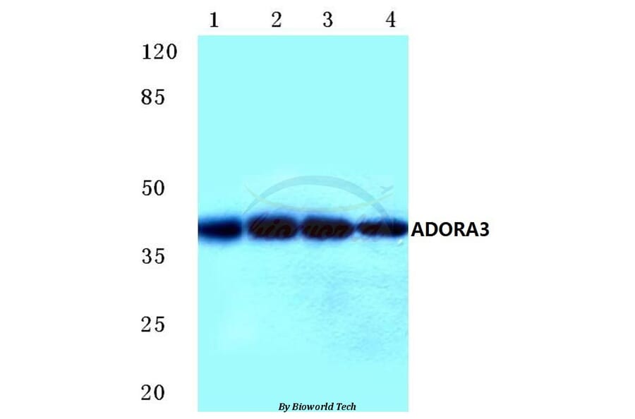Anti-ADORA3 (E318) Antibody from Bioworld Technology (BS2583) - Antibodies.com