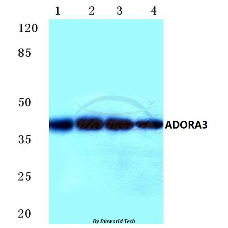 Anti-ADORA3 (E318) Antibody from Bioworld Technology (BS2583) - Antibodies.com