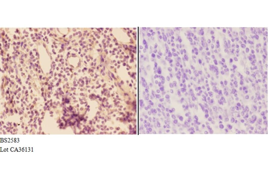 Anti-ADORA3 (E318) Antibody from Bioworld Technology (BS2583) - Antibodies.com