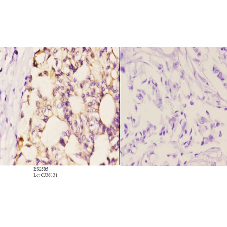Anti-AR-β2 (C378) Antibody from Bioworld Technology (BS2585) - Antibodies.com