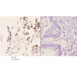 Anti-AR-β2 (C378) Antibody from Bioworld Technology (BS2585) - Antibodies.com