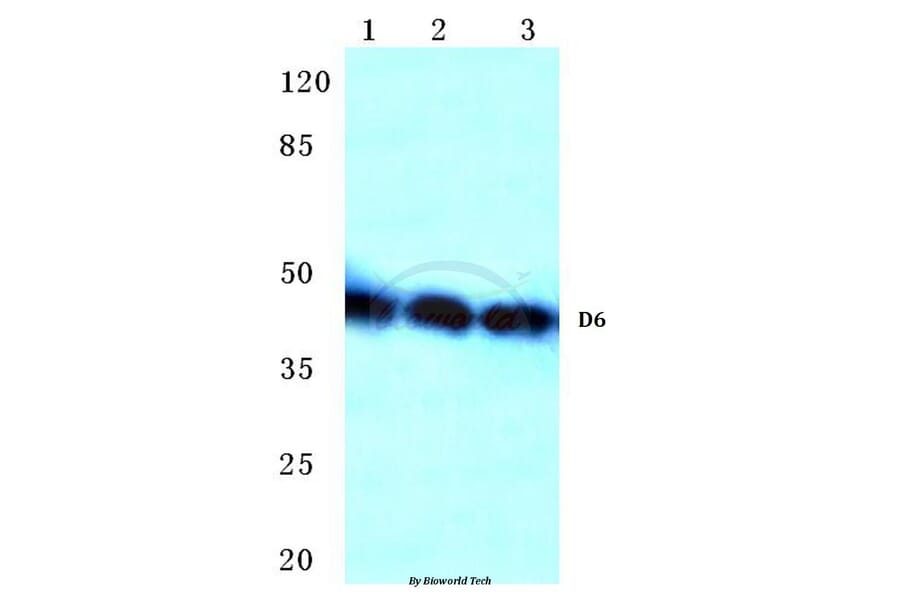 Anti-Chemokine Receptor D6 Antibody from Bioworld Technology (BS2588) - Antibodies.com