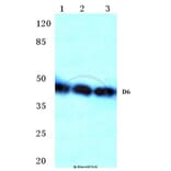 Anti-Chemokine Receptor D6 Antibody from Bioworld Technology (BS2588) - Antibodies.com