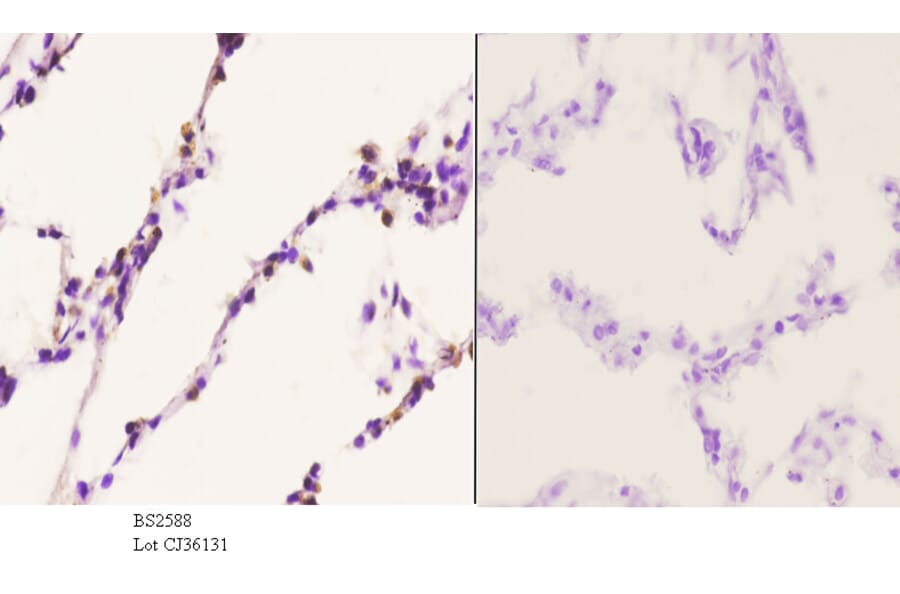 Anti-Chemokine Receptor D6 Antibody from Bioworld Technology (BS2588) - Antibodies.com