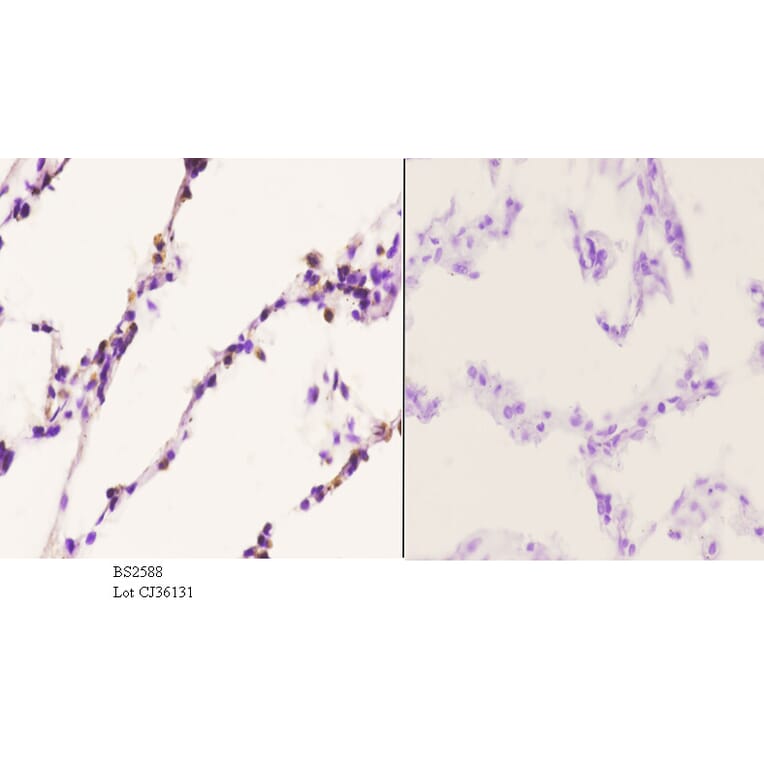 Anti-Chemokine Receptor D6 Antibody from Bioworld Technology (BS2588) - Antibodies.com