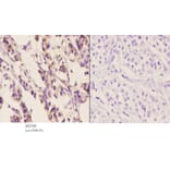 Anti-Chemokine Receptor D6 Antibody from Bioworld Technology (BS2588) - Antibodies.com