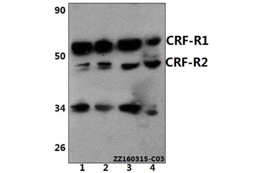 Anti-CRF-RI (H177) Antibody from Bioworld Technology (BS2590) - Antibodies.com