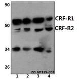 Anti-CRF-RI (H177) Antibody from Bioworld Technology (BS2590) - Antibodies.com