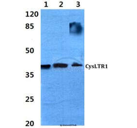 Anti-CysLTR1 (C173) Antibody from Bioworld Technology (BS2592) - Antibodies.com