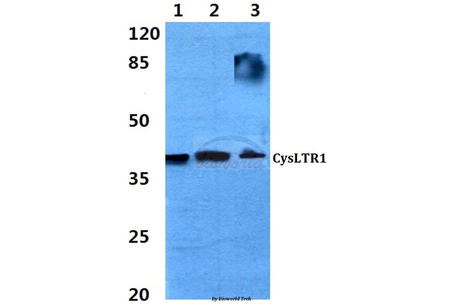 Anti-CysLTR1 (C173) Antibody from Bioworld Technology (BS2592) - Antibodies.com