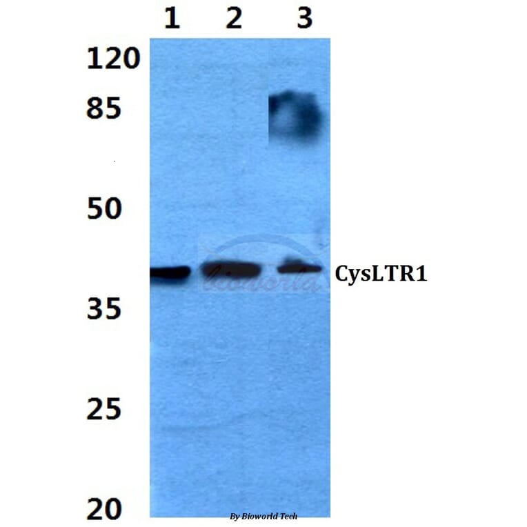 Anti-CysLTR1 (C173) Antibody from Bioworld Technology (BS2592) - Antibodies.com