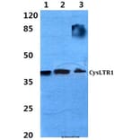 Anti-CysLTR1 (C173) Antibody from Bioworld Technology (BS2592) - Antibodies.com