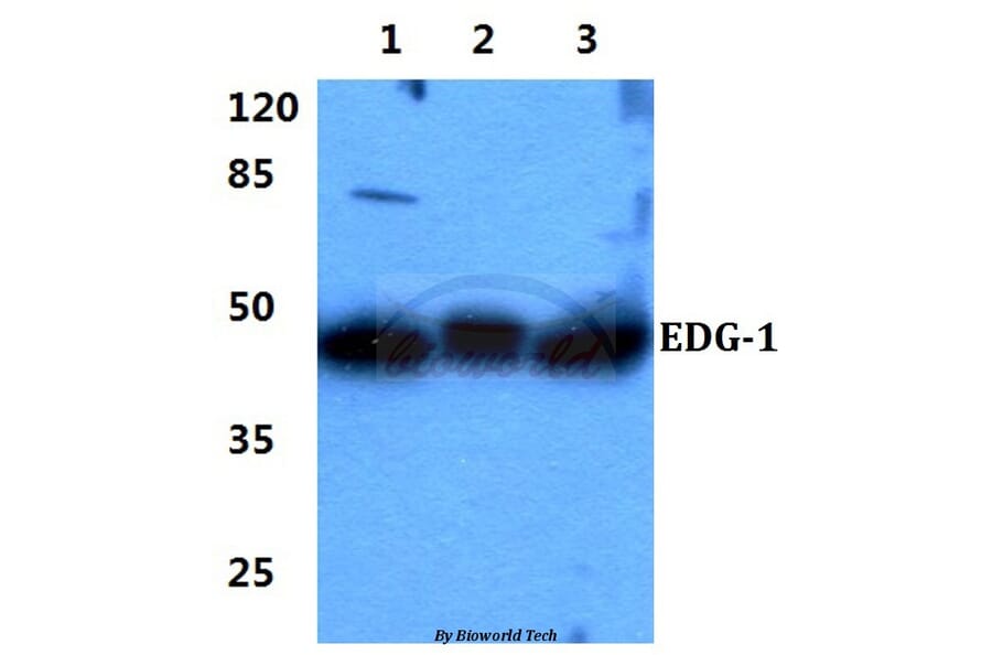 Anti-EDG-1 (T48) Antibody from Bioworld Technology (BS2593) - Antibodies.com