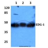 Anti-EDG-1 (T48) Antibody from Bioworld Technology (BS2593) - Antibodies.com