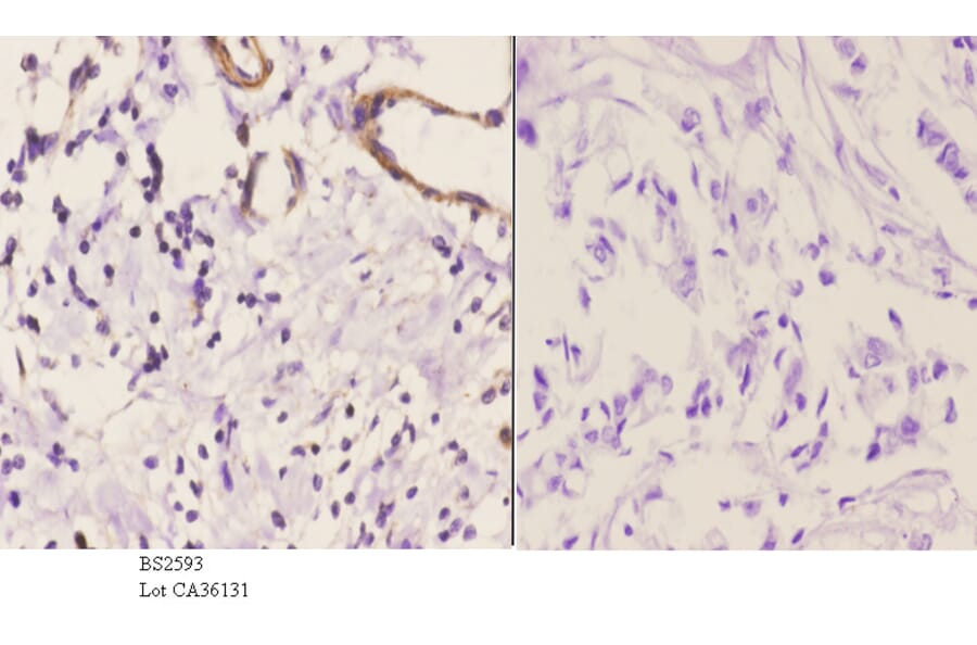 Anti-EDG-1 (T48) Antibody from Bioworld Technology (BS2593) - Antibodies.com
