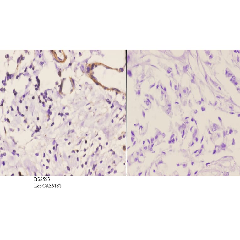 Anti-EDG-1 (T48) Antibody from Bioworld Technology (BS2593) - Antibodies.com