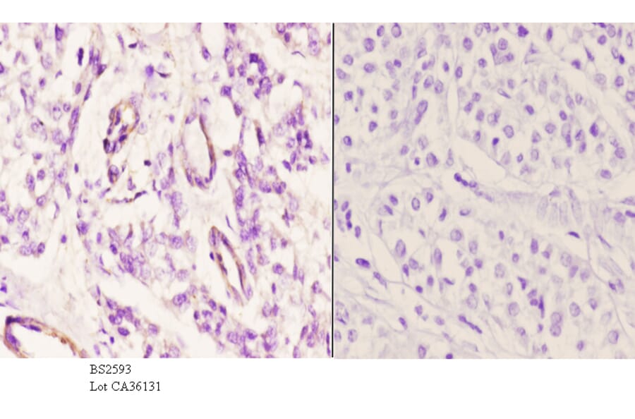 Anti-EDG-1 (T48) Antibody from Bioworld Technology (BS2593) - Antibodies.com
