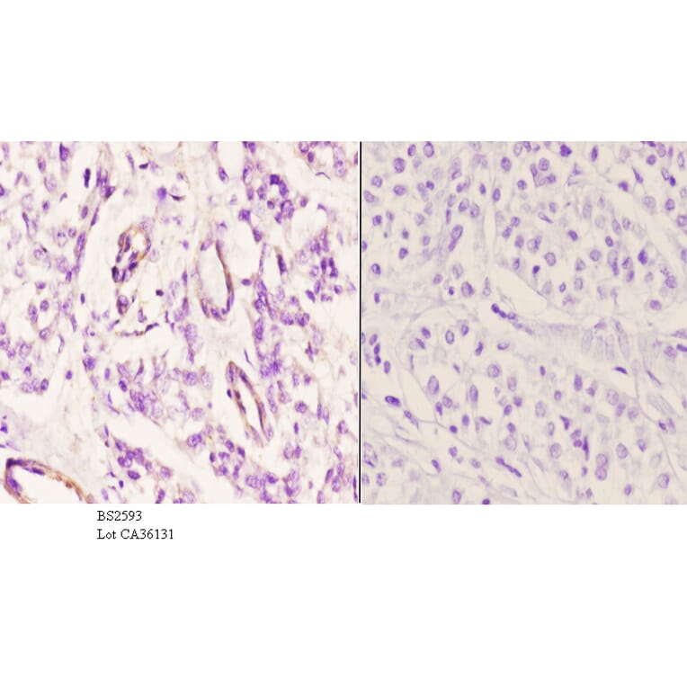 Anti-EDG-1 (T48) Antibody from Bioworld Technology (BS2593) - Antibodies.com