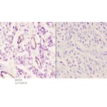 Anti-EDG-1 (T48) Antibody from Bioworld Technology (BS2593) - Antibodies.com