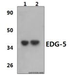Anti-EDG-5 (L303) Antibody from Bioworld Technology (BS2594) - Antibodies.com