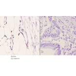 Anti-EDG-5 (L303) Antibody from Bioworld Technology (BS2594) - Antibodies.com