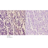 Anti-EDG-5 (L303) Antibody from Bioworld Technology (BS2594) - Antibodies.com