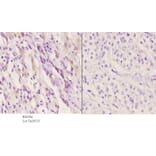 Anti-EDG-5 (L303) Antibody from Bioworld Technology (BS2594) - Antibodies.com