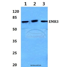 Anti-EMR3 (Y652) Antibody from Bioworld Technology (BS2595) - Antibodies.com