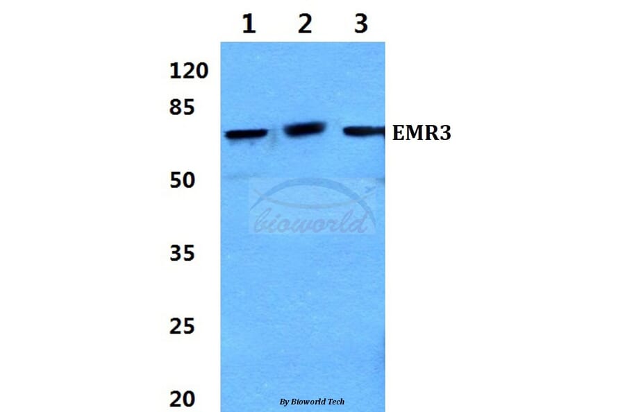 Anti-EMR3 (Y652) Antibody from Bioworld Technology (BS2595) - Antibodies.com