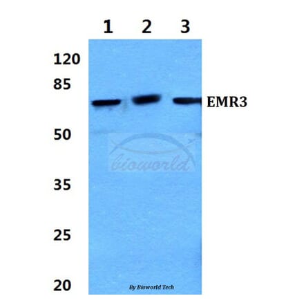 Anti-EMR3 (Y652) Antibody from Bioworld Technology (BS2595) - Antibodies.com