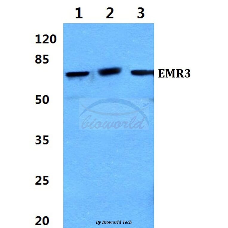 Anti-EMR3 (Y652) Antibody from Bioworld Technology (BS2595) - Antibodies.com