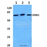 Anti-EMR3 (Y652) Antibody from Bioworld Technology (BS2595) - Antibodies.com