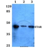 Anti-ETAR (N427) Antibody from Bioworld Technology (BS2597) - Antibodies.com