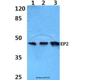 Anti-EP2 (Q299) Antibody from Bioworld Technology (BS2598) - Antibodies.com
